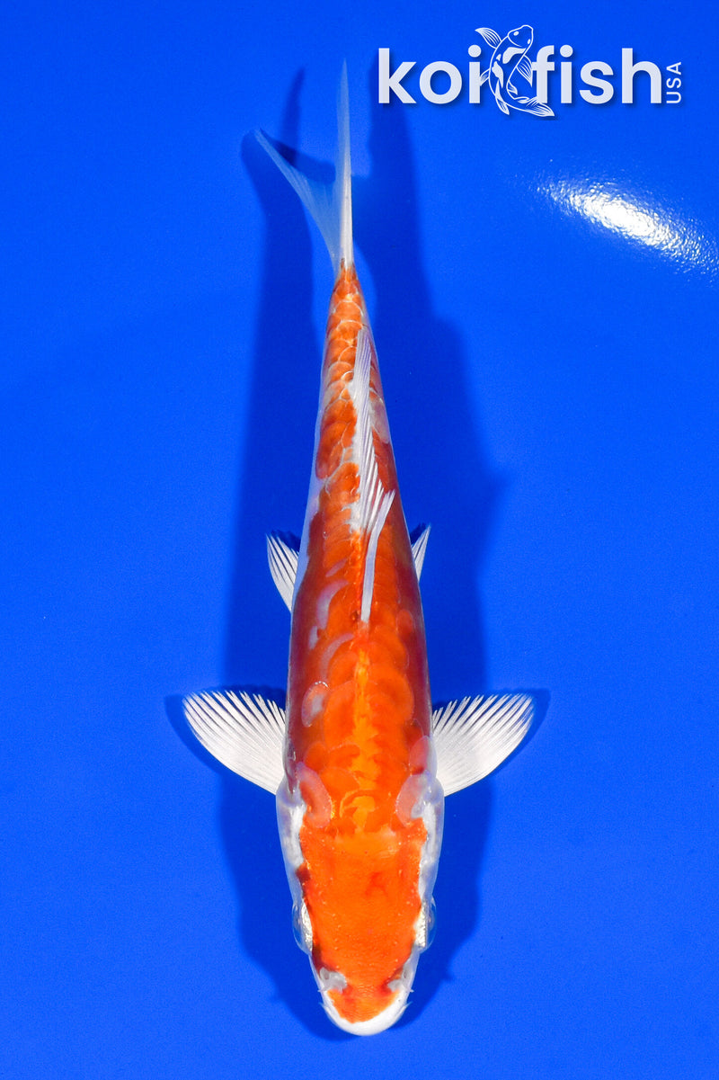 5" KIKUSUI