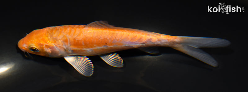 5.25" METALLIC ARAGOKE OCHIBA SHIGURE