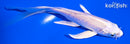5.5" PLATINUM OGON BUTTERFLY