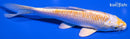 6.5" LEMON HARIWAKE