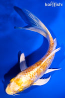 5.25" GINRIN LEMON HARIWAKE BUTTERFLY