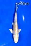 4.5" DOITSU HARIWAKE