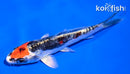 4.5" BENI KIKOKURYU