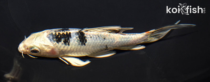 5.75" YAMATO NISHIKI BUTTERFLY