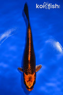 6.5" ORENJI MATSUBA