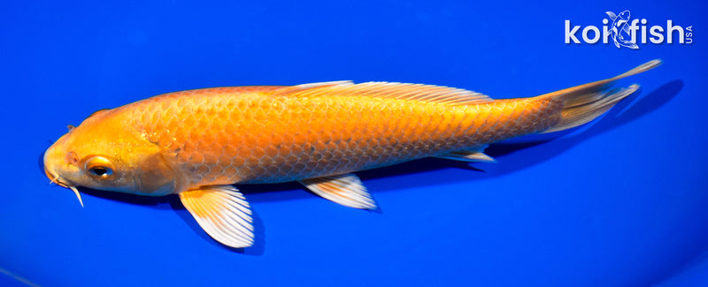 8.5" ORENJI OGON