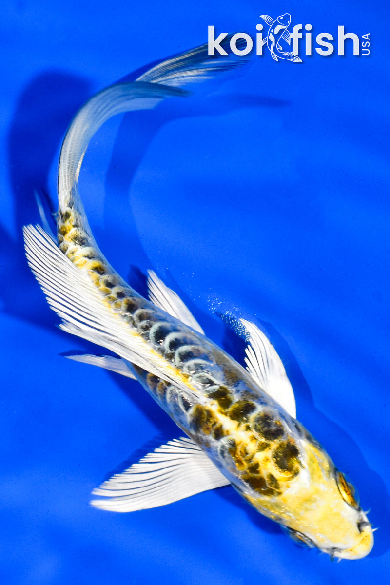 5.5" DOITSU KUJAKU BUTTERFLY