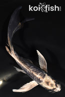 5.75" KIKOKURYU BUTTERFLY