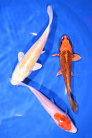PACK OF (3) 6-7" STANDARD KOI