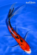 9" AKA SANKE BUTTERFLY