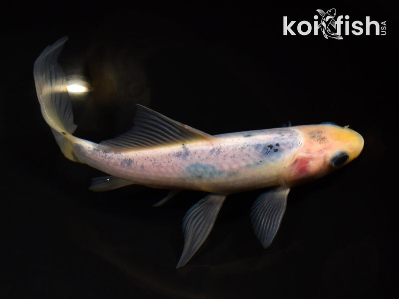7.25" SHUBUNKIN GOLDFISH