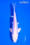 5.5" KIKUSUI
