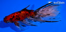 5.5" CALICO WATONAI GOLDFISH