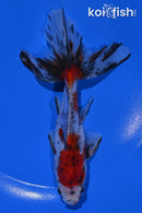 5.5" CALICO WAKIN GOLDFISH