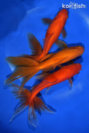 PACK OF (3) 5.5-6" WATONAI GOLDFISH
