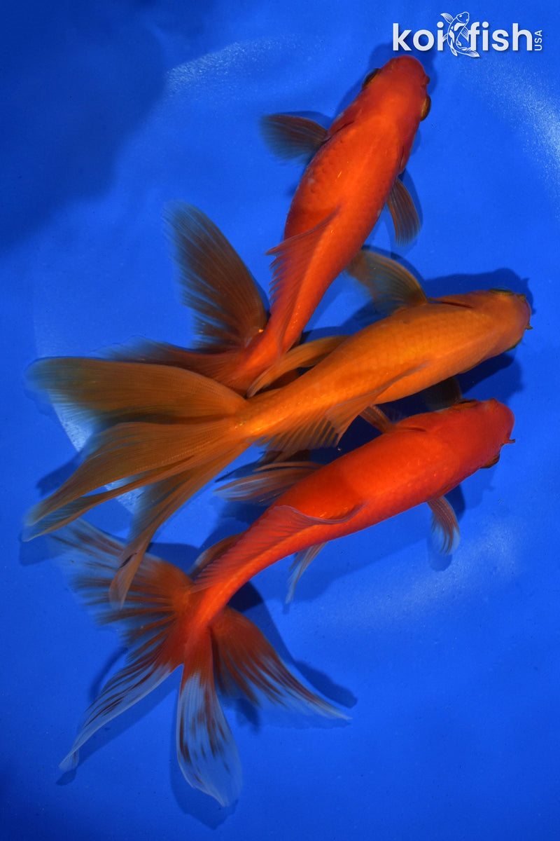PACK OF (3) 5.5-6" WATONAI GOLDFISH