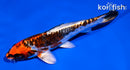 5.5" BENI KIKOKURYU