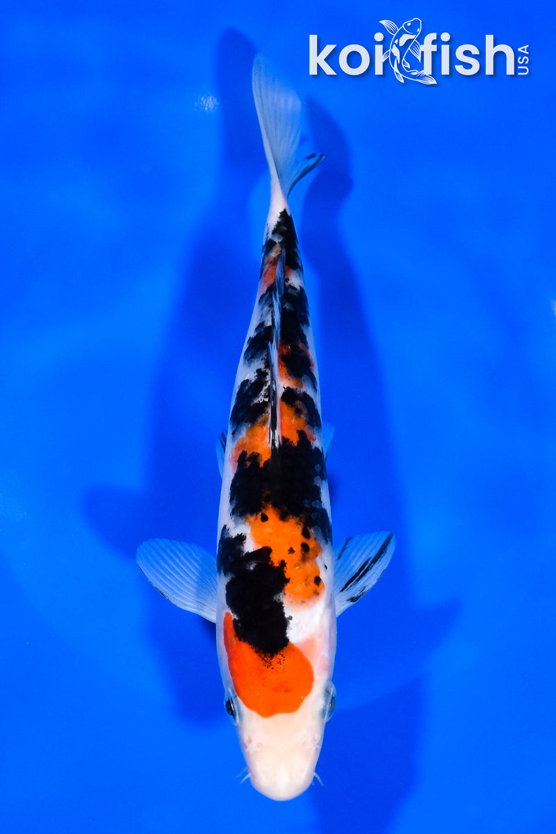 7.5" SANKE