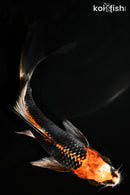 5.5" BENI GINGA BUTTERFLY