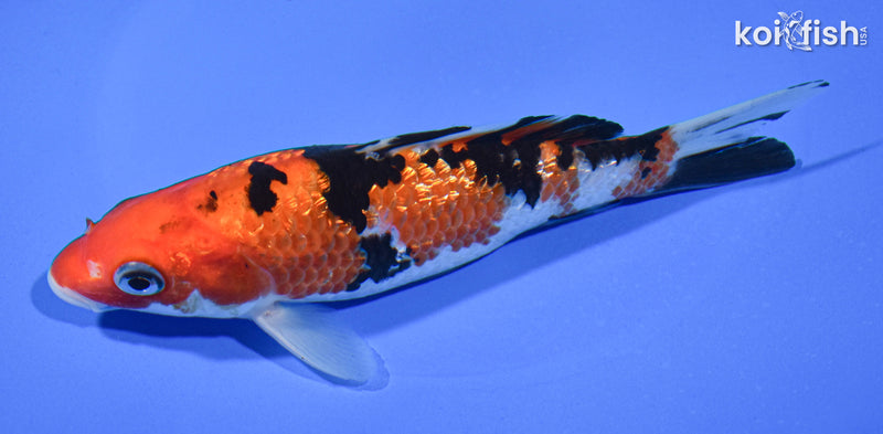 5.75" GINRIN AKA SANKE