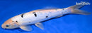 11" DOITSU SHIRO BEKKO