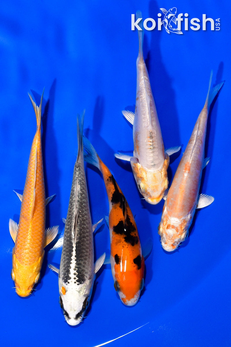 PACK OF (5) 375"- 4.25" STANDARD KOI