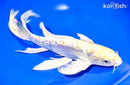 11.25" ARAGOKE LEMON HARIWAKE BUTTERFLY