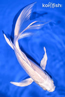 8.5" PLATINUM OGON BUTTERFLY