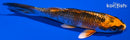 4.25" KUJAKU