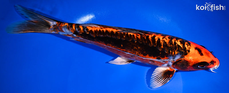 12" BENI KIKOKURYU