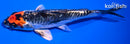 5.5" BENI KIKOKURYU