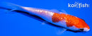 6.5" GINRIN KOHAKU