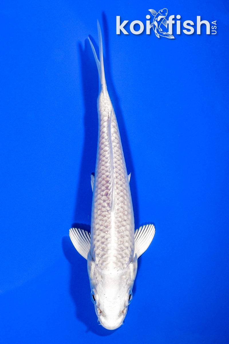 5" PLATINUM OGON