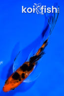 5" GINRIN AKA SANKE BUTTERFLY