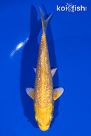 5.5" GINRIN YAMABUKI OGON