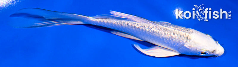 5" GINRIN GIN MATSUBA BUTTERFLY