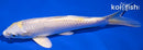 6.75" LEMON HARIWAKE