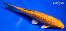 5.75" DOITSU ORENJI OGON
