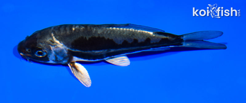 4.75" METALLIC DOITSU OCHIBA SHIGURE