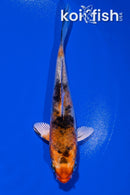 4.5" YAMATO NISHIKI