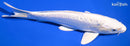 8.5" DOITSU PLATINUM OGON