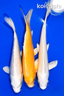 PACK OF (3) 6.75-7.25" STANDARD KOI