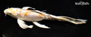 9.25" ARAGOKE LEMON HARIWAKE BUTTERFLY