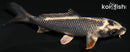 4.25" GIN MATSUBA