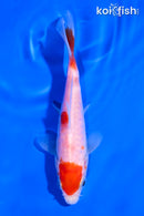5" MARUTEN KOHAKU