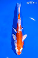6.75" KIKUSUI