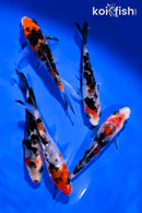 PACK OF (5) 3.5-4.5" SANKE KOI
