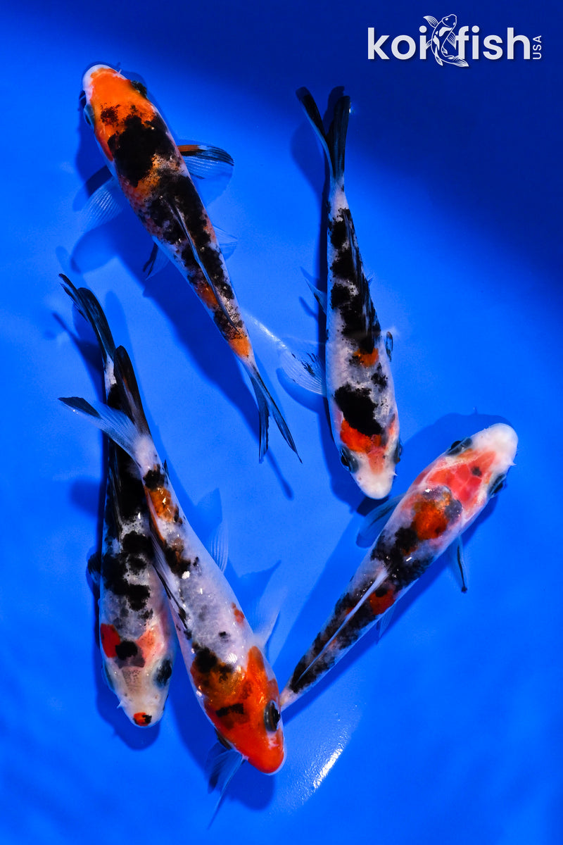 PACK OF (5) 3.5-4.5" SANKE KOI