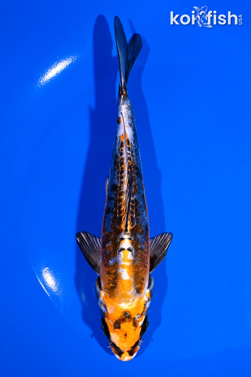 6.5" BENI KIKOKURYU