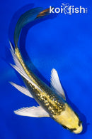 5" GINRIN KI MATSUBA BUTTERFLY